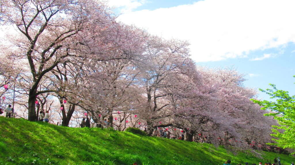 cherryblossom