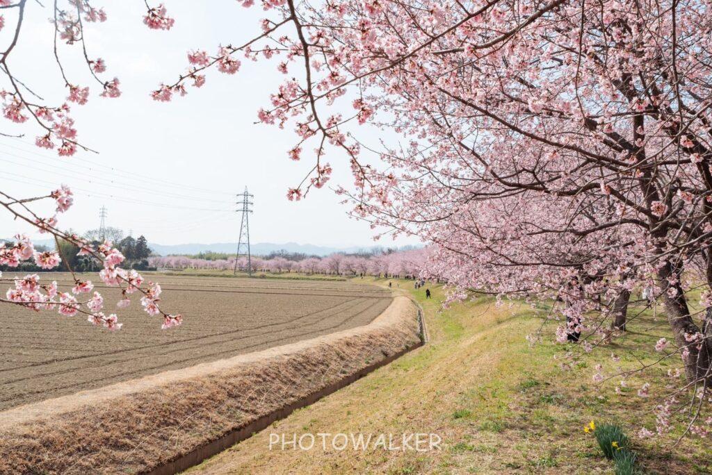 cherryblossom