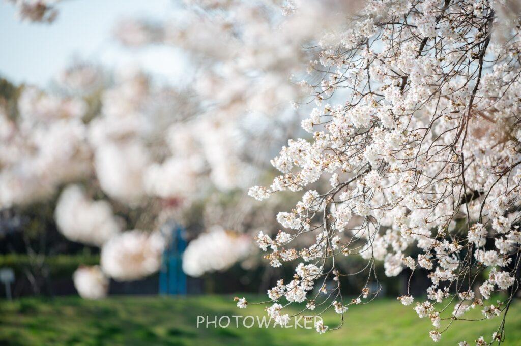 cherryblossom